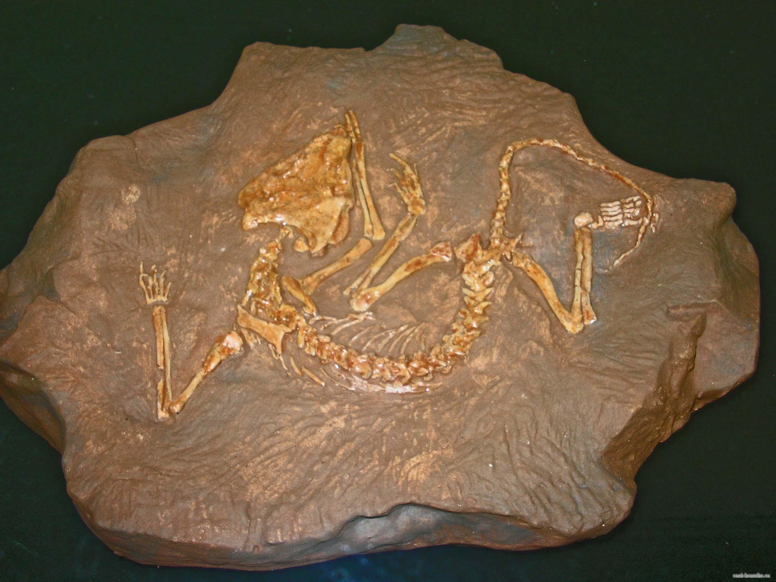 Скелет рипеозавра эмеролетера