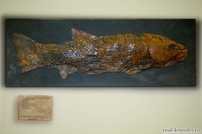 Костистая рыба Лепидотус