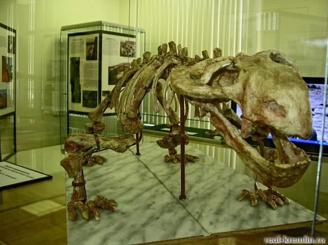 Скелет дицинодонта