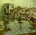 Скелет дицинодонта