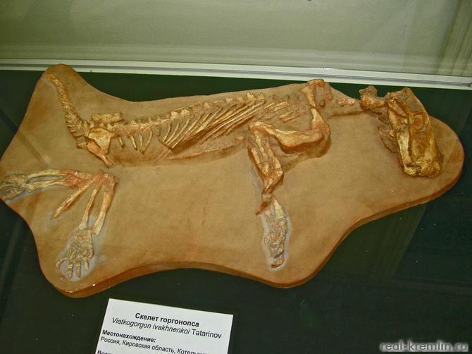 Скелет горгонопса