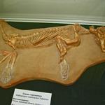Скелет горгонопса