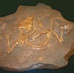 Скелет рипеозавра эмеролетера